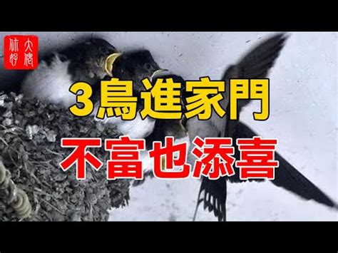 鳥兒在家築巢|鳥在家築巢代表什麼？